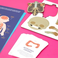 Kit de cuerpo humano magnético