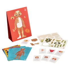Kit magnético “Cuerpo humano”