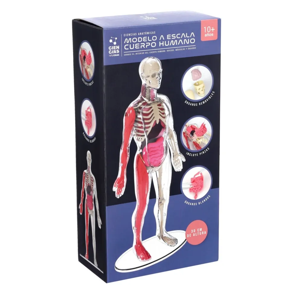 Modelo a escala del cuerpo humano