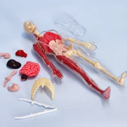 Modelo a escala del cuerpo humano