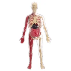 Modelo a escala del cuerpo humano