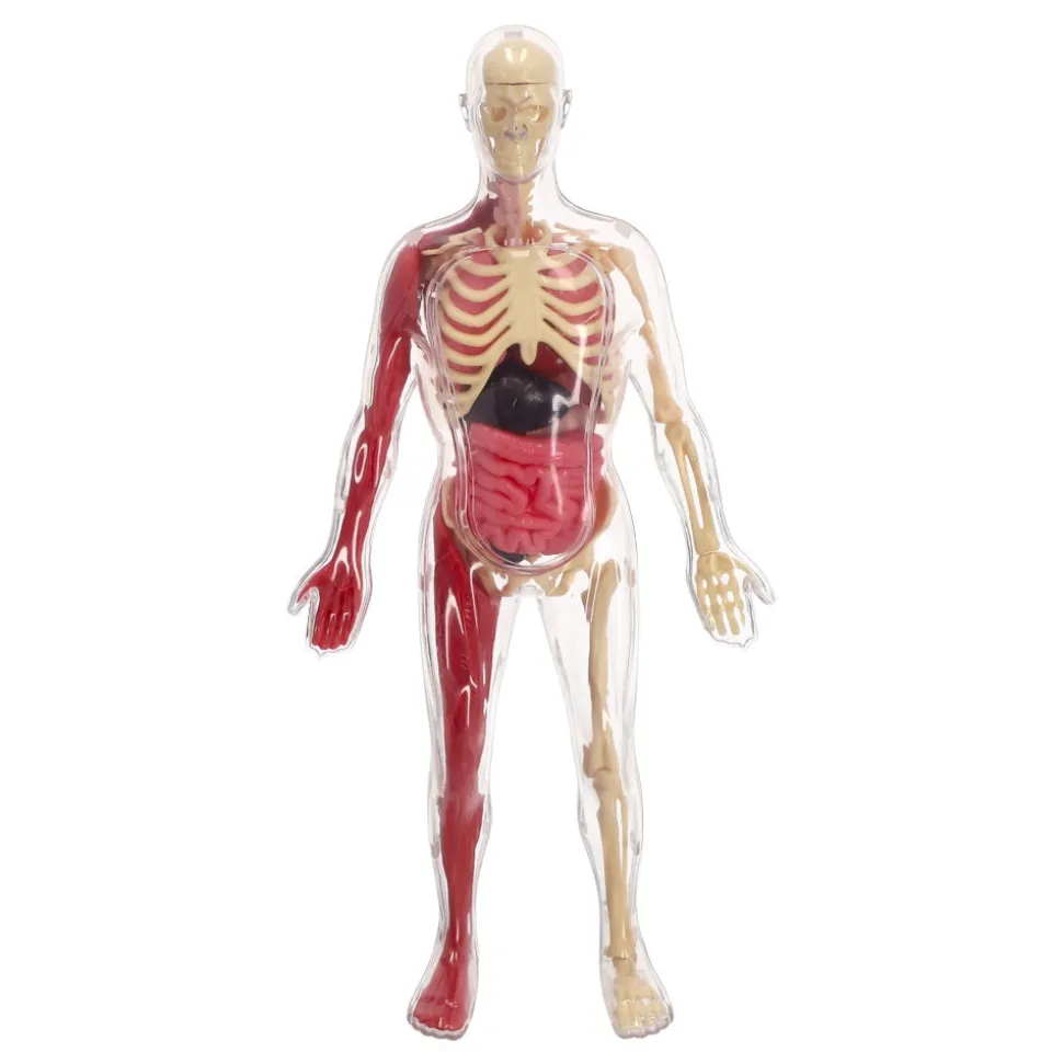 Modelo a escala del cuerpo humano