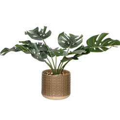 Planta con maceta 18x34 cm